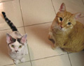 We care for cats and only cats. 