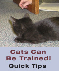 Quick tips to train your cat.