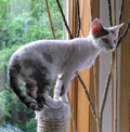 Keep your cat healthy and happy.
