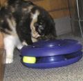 Your cat can be trained