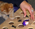 Your cat can be trained