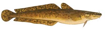 Burbot