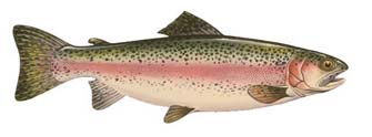 Great Lakes Rainbow Trout