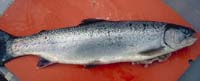 Steelhead
