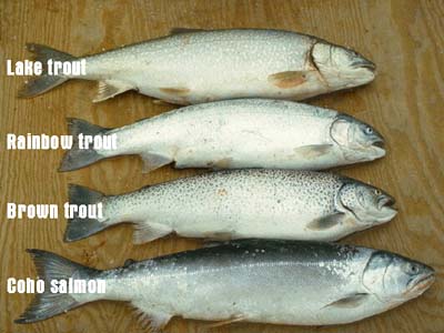 Great Lakes Trout/Coho Comparison