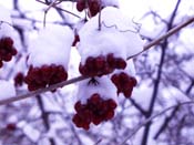 snow on berries