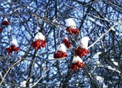 snow on berries