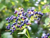berries