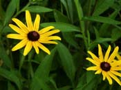 black-eye susans