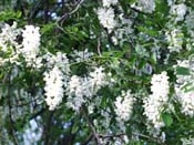 black locust