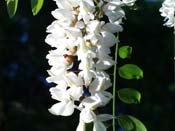 black locust