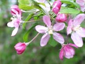blossoms