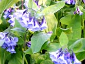 Virginia Bluebells