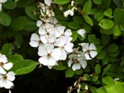 bramble