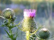 bull thistle