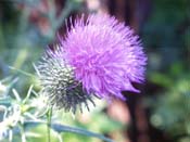 bull thistle