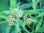 butterfly weed