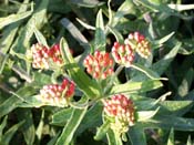 butterfly weed