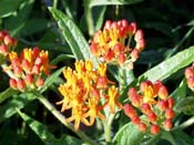 butterfly weed
