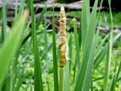 cattails