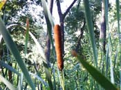 cattail