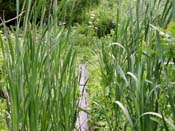 cattails