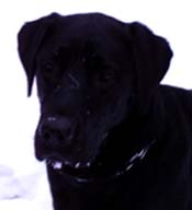 snow on Chance's nose