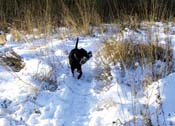 Chance with stick