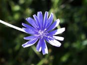 chicory