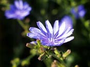 chicory
