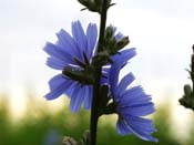 chicory