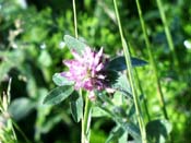 clover