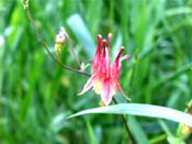 columbine