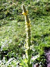 common Mullein