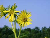 common  sunflower