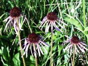 coneflower