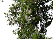 cottonwood