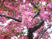 blossoms