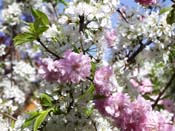 flowering crabs