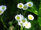 daisy fleabane