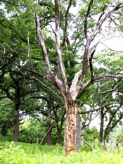dead oak