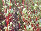 Red twig Dogwood