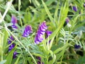 dragon flower