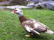 Dr. Suess Duck