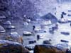 Duck Pond