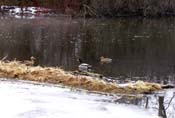Ducks
