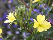 evening primrose