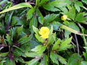 yellow flower