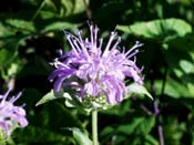 purple bergamot