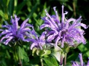 purple bergamot
